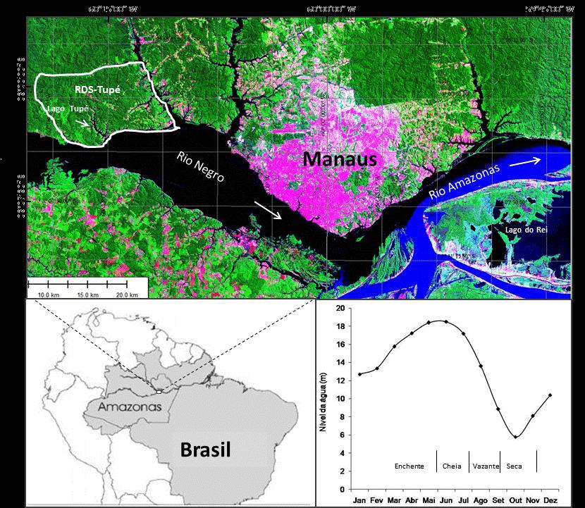 Material e Métodos Área de estudo O trabalho foi realizado no lago Tupé (03º02'35,4"S; 60º5' 7,5" W) e em três igarapés afluentes de pequeno porte que drenam para o lago (igarapé da cachoeira -