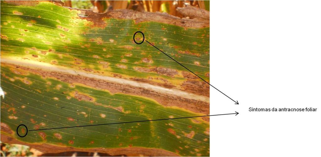 66 2. ANTRACNOSE DO SORGO E Colletotrichum graminicola Em estudo internacional realizado por Sherriff e colaboradores (1995), a análise de sequências genéticas de DNA ribossomal de isolados de