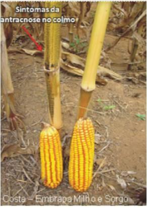 internamente na estrutura vegetal resulta na denominada podridão do colmo.