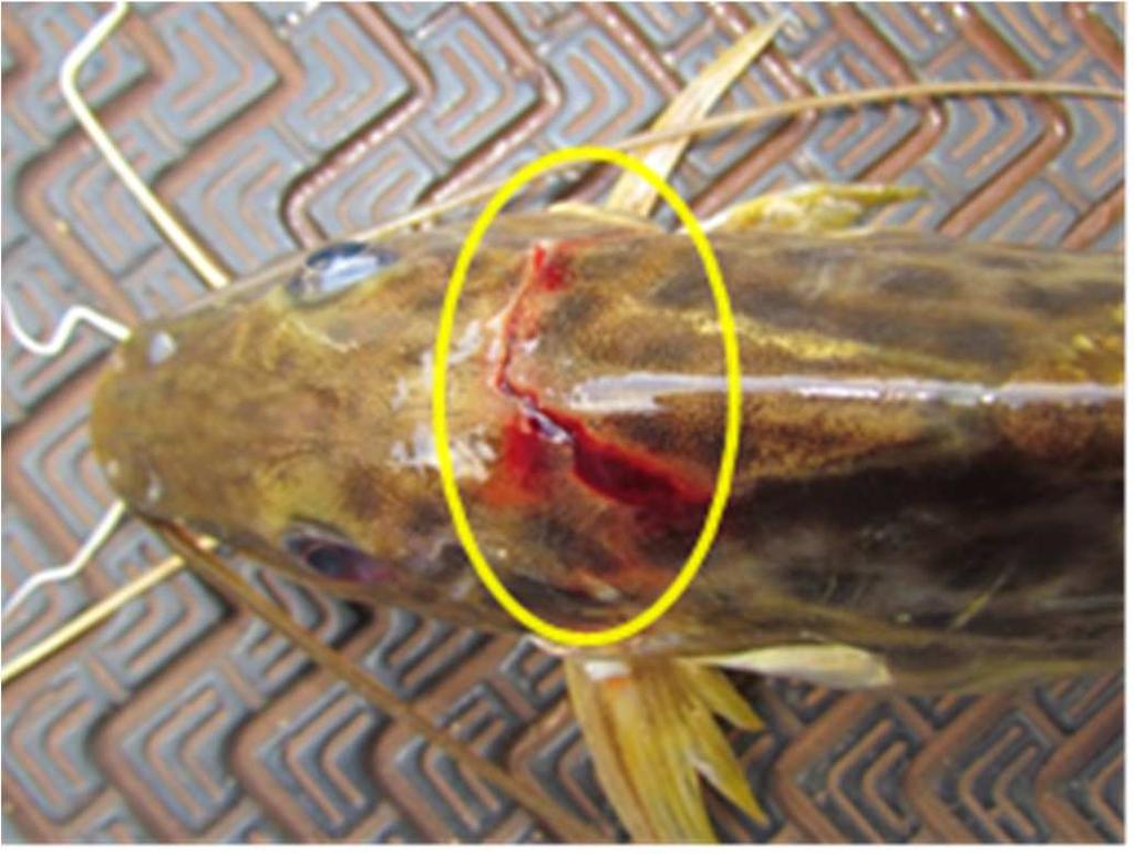 concentração ocorre quando há um regime mínimo de vazão ocasionando em altos riscos de mortandade de peixes mediante manobras operativas (SUZUKI, 2014).