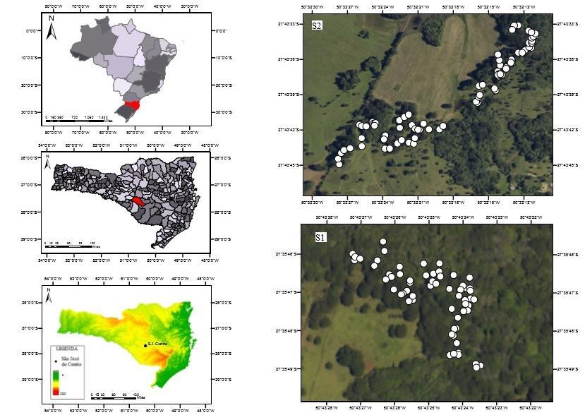 66 2.3 MATERIAL E MÉTODOS 2.3.1 Área de Estudo Os dados foram coletados no município de São José do Cerrito em dois sítios amostrais de remanescentes da Floresta Ombrófila Mista, com ocorrência natural de A.