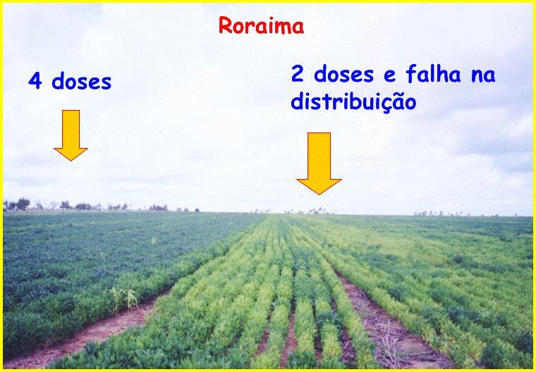 : 3,6 milhões células/semente Agricultor Não basta comprar o inoculante.