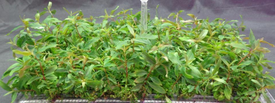 BIOTECNOLOGIA: PROPAGAÇÃO DE PLANTAS Multiplicação de clones feita em laboratório: BIOFÁBRICAS Case de Destaque XIII Conferência ANPEI