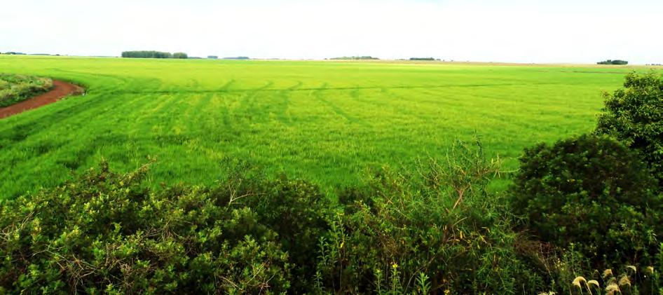 Figura 34: Área de arroz irrigado detectada na classificação MODIS, próximo ao município de São Borja. Data da fotografia: 04/02/2012.