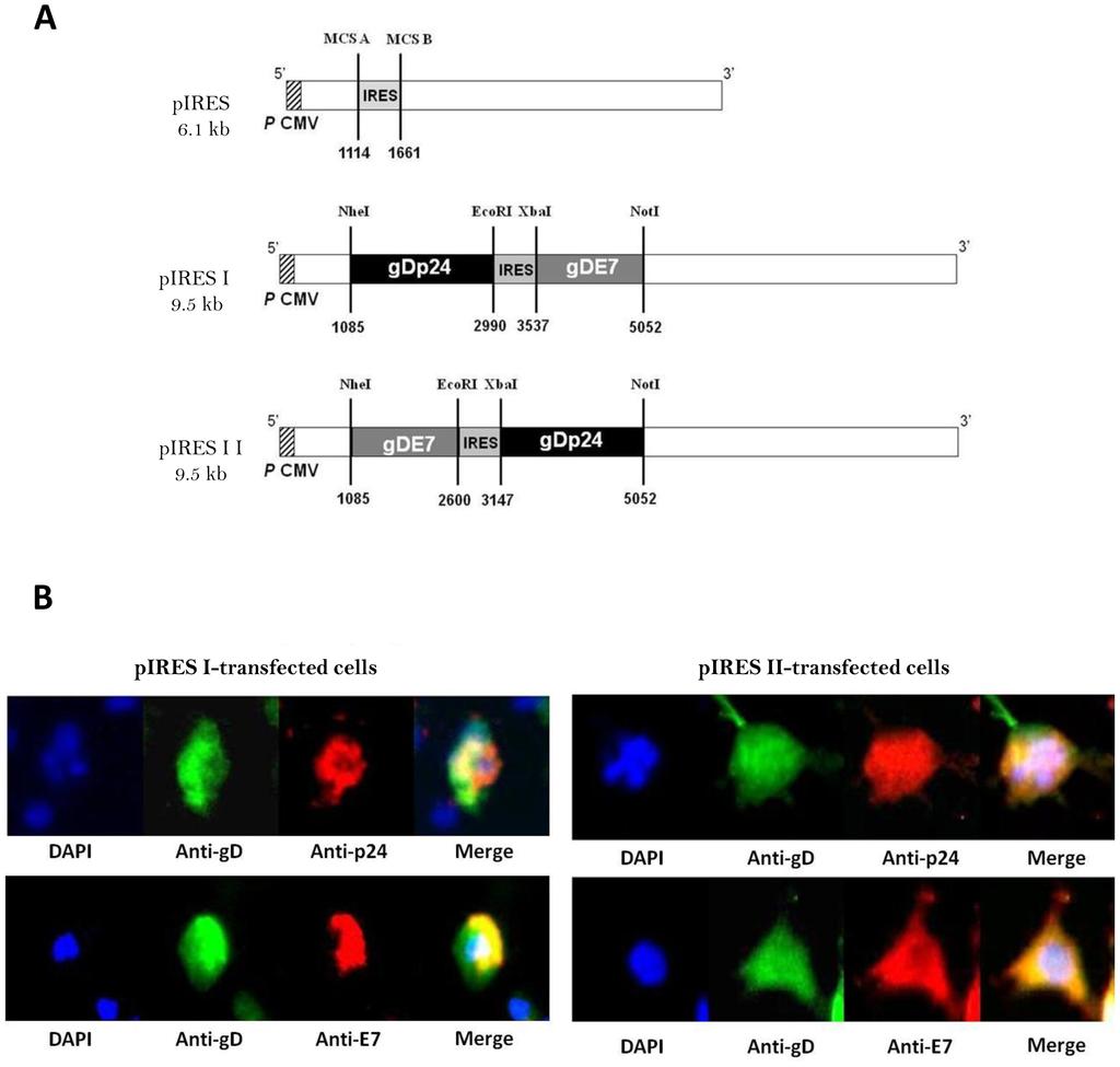 Trivalent HIV, HSV and Anti-Tumor HPV Vaccines Figure 1. Construction of bicistronic DNA vaccines encoding HPV, HIV and HSV antigens for expression in mammalian cells.