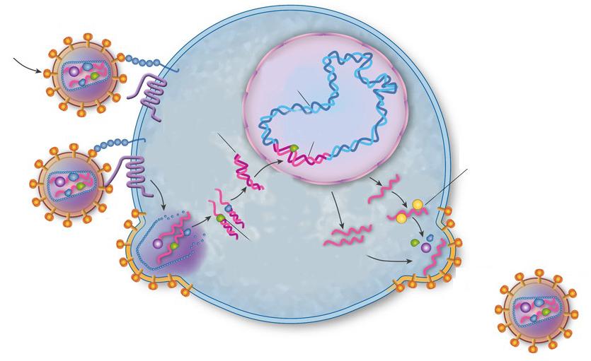 9 HIV-1 gp120 CD4 DNA celular DNA linear Co-receptor RNA DNA integrado RNAm Síntese proteica, processamento e formação da partícula viral Fusão RNA Brotamento Partícula viral madura Figura 2.