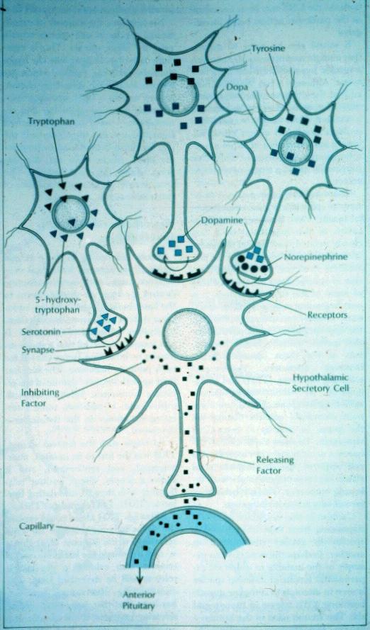 Hipófise anterior Neurônio GnRH GnRH