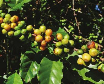 características, pois é uma planta muito sensível.