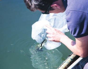 51 4.2 Solte os peixes Após a aclimatação, abra a embalagem e misture lentamente a água do reservatório com a água da embalagem soltando os peixes
