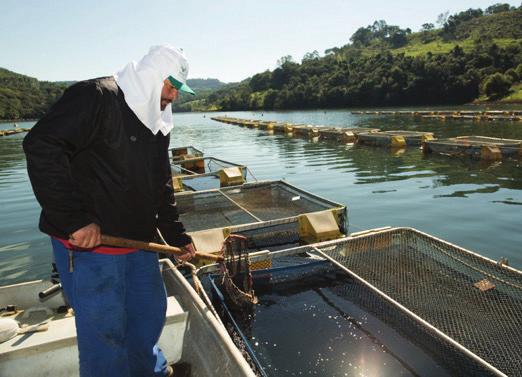 75 1.4 Pese o balde O balde deve ser previamente pesado e tarado antes de pesar os peixes.