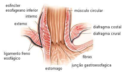 8 Figura 1 Anatomia da junção esofagogástrica Fonte: modificado de Mittal e Balaban 6, 1997, p. 925