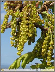 CARVALHO NEGRAL - Taxonomia Ordem Família Género Espécie Fagales Fagaceae Quercus Quercus pyrenaica Wild.