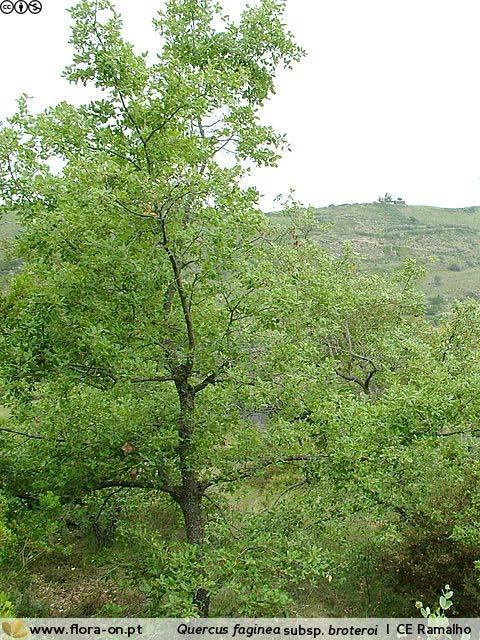 CARVALHO-CERQUINHO Quercus faginea Lam. CARVALHO-CERQUINHO Nome científico: Quercus faginea Lam.