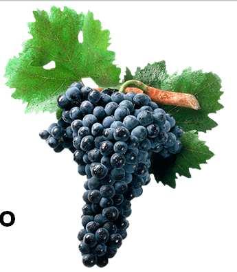 PRINCIPAIS CASTAS Trincadeira É uma casta de uva tinta da família das Vitis vinifera, cultivada essencialmente no Alentejo, na região do Douro e no Ribatejo.