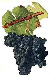 PRINCIPAIS CASTAS Alicante Bouschet É uma casta de uva tinta da família da vitis vinifera resultante do cruzamento das uvas Grenache e Petit Bouschet.