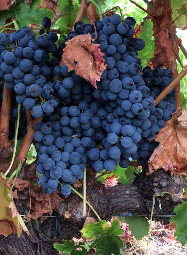 DICAS COMO GELAR VINHOS BRANCOS E ROSÉS TIPOS DE TAÇA Balde de gelo: 1/3 gelo e 2/3 de água - Tempo: durante 30 minutos, se o vinho estiver previamente armazenado em adega climatizada em 16ºC ou 50