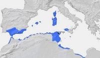 As Guerras Púnicas Os conflitos entre Roma e Cartago originaram-se pela disputa da hegemonia sobre o Mediterrâneo. Império cartaginês (III a. C.) Cartago era uma cidade-estado de origem fenícia, fundada aproximadamente no século VIII a.