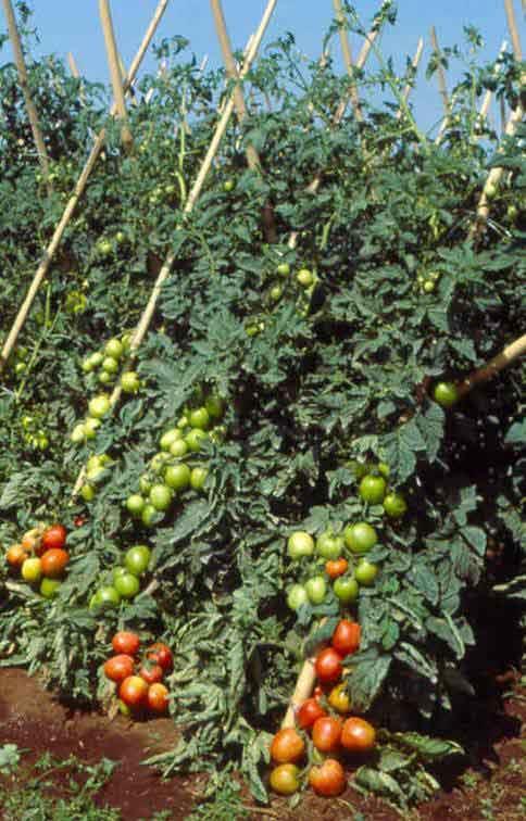 1935 e 1940 1969: lançamento da cultivar Angela (Pesquisador Hiroshi