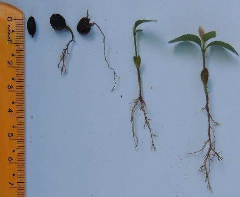 Como plantar: Plantar as sementes em áreas ensolaradas com solos arenosos e