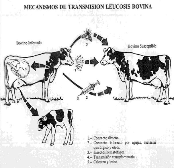 Transmissão ocorre principalmente entre animais do mesmo rebanho: é necessário um contato mais próximo entre os animais.