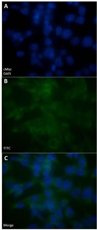 111 Figura 32 Análise do perfil de expressão de c-myc nas células-tronco fetais de membrana amniótica A8/LNPoZ Legenda: As células-tronco da membrana amniótica de fetos caninos A8/LNPoZ foram fixadas