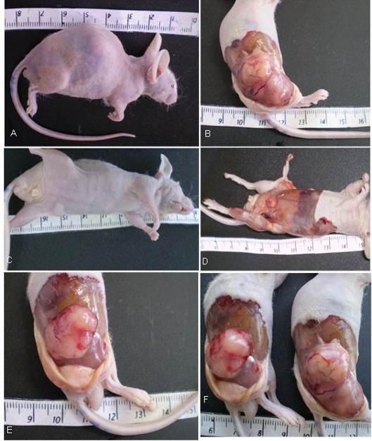 123 tamanho do tumor formado difere de acordo com as células injetadas sendo que observamos tumores relativamente maiores nos animais injetados com as células 35d.