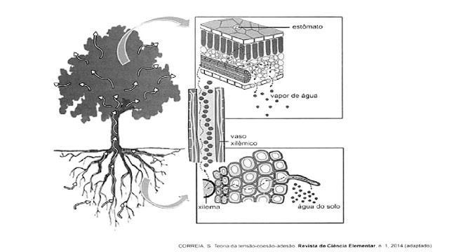 1)- A figura ilustra o movimento da seiva xilêmica em uma planta.