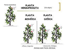 3)- A aboboreira apresenta flores unissexuais masculinas e femininas no mesmo pé. Essa é característica de uma planta A) dióica. B) monóica. C) hermafrodita. D) polígama.