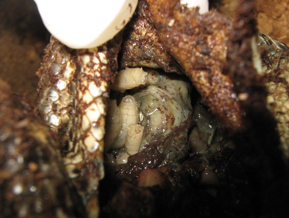 A Figura 3 A: Tupinambis marianae em exposição; B: larvas de Diptera dentro de tecido na carcaça.