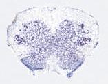 Dorsolateral Macho (Breedlove and Arnold, 1983) Fêmea Nível Sacral O número de neurônios motores espinhais relacionados aos