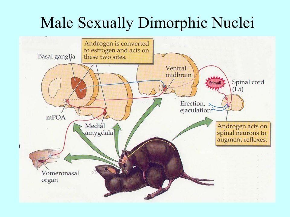 Pistas ambientais controlam alguns comportamentos sexualmente dimórficos - Feromônios Feromônios Posição de Monta Os comportamentos sexo-específicos