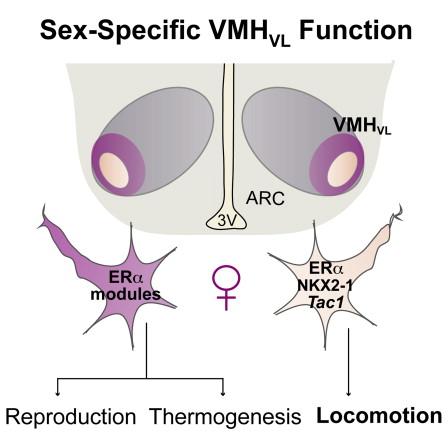 Hipotálamo (VMHvl) A ação de Testosterona e