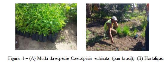 Imagem própria A espécie já foi estudo para modelo de reintrodução em fragmentos naturais da Mata Atlântica em locais ao norte da Bahia (MMA, 2018), sendo de grande valor econômico, cultural e