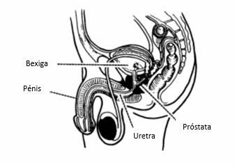 O que é a próstata? A próstata é uma glândula do tamanho de uma noz, que apenas se encontra no homem.