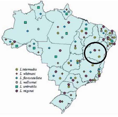 12 Figura 2 - Distribuição das principais espécies vetoras da LTA no Brasil. Fonte: Ministério Da Saúde, (2010) A forma promastigota metacíclica (PM) é a forma infectante do parasito.