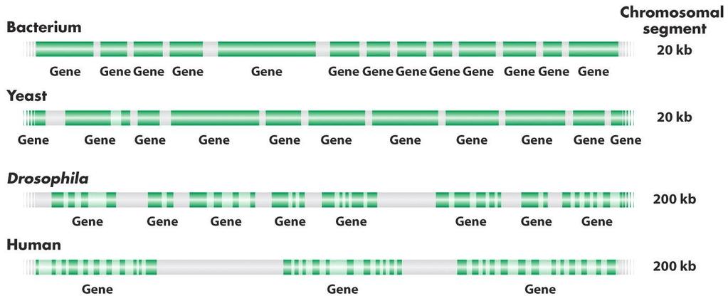 Tamanhos aproximados (em quilobases), espaçamento de genes e o número total de genes em vários organismos representativos