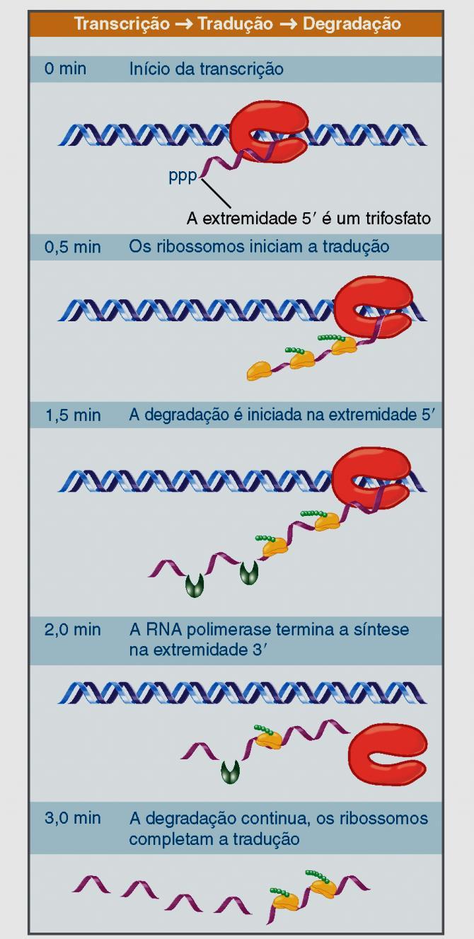 Lewin. Genes IX, Fig 7.