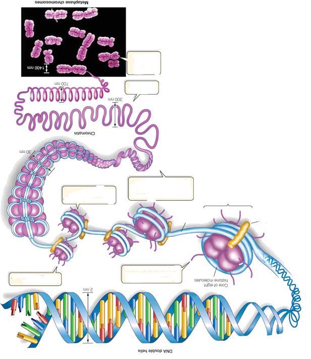 COMPACTANDO O DNA complete as lacunas: 4 2 5 ( ) Compactação em intérfase (500x) 1 ( ) DNA descompactado 3 7 6 ( ) Cada cromátide é uma molécula de DNA ( ) Solenoide ( )