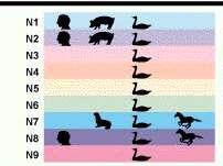 Influenza A: subtipos virais na natureza Hemaglutinina