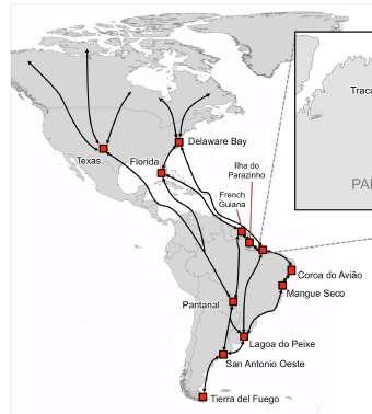 Bird flyaway routes Atlantic American Flyway Araujo et al, 2014.