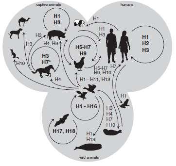 Reservoirs and inter-species transmission events of low pathogenic avian influenza A viruses Transmissão de Influenza aviário para mamíferos: Temperatura ótima de replicação do vírus de 40 o C em