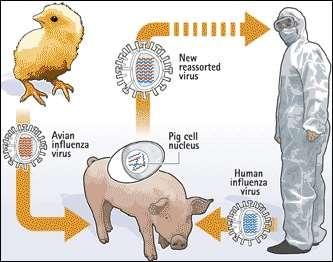 Especificidade de receptor dos Vírus influenza restringem o espectro de hospedeiro Influenza aviário: HA reconhece ácido