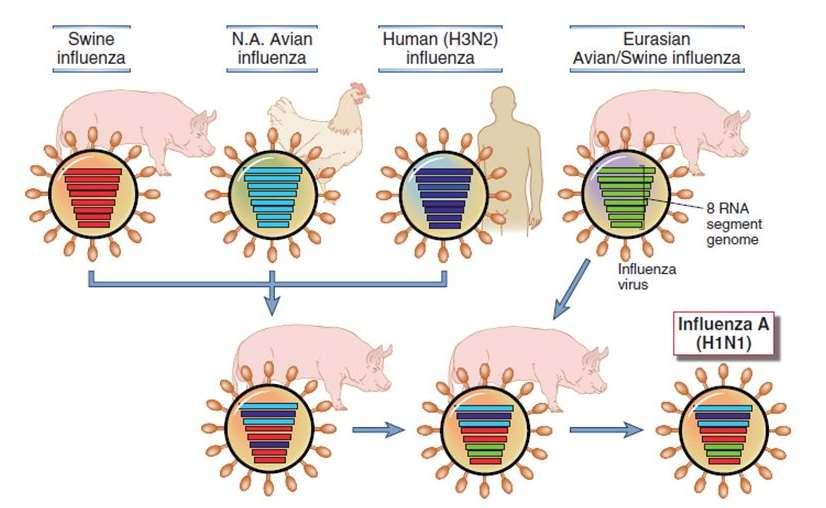 Origem do vírus pandêmico Flu A H1N1( pdm09) (H1N1) (H1N1)