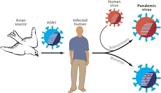 The Genesis of an H5N1 Pandemic Virus