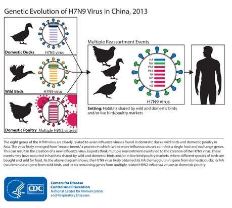 HPAI H7N9 The HA gene might have originated from avian influenza viruses of duck origin.