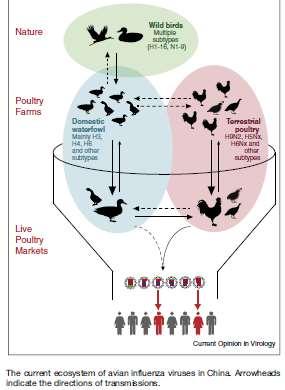 The six internal genes of this virus probably originated from two different groups of H9N2 avian influenza viruses, which were isolated from