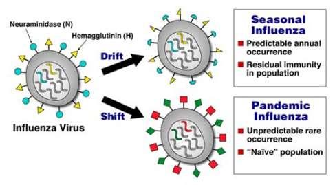 Flu A - Mecanismos de variabilidade Influenza Interpandêmico (drift) Variante antigênica de cepa pré-existente Alterações dirigidas às espículas HA e NA Ocorrência regional