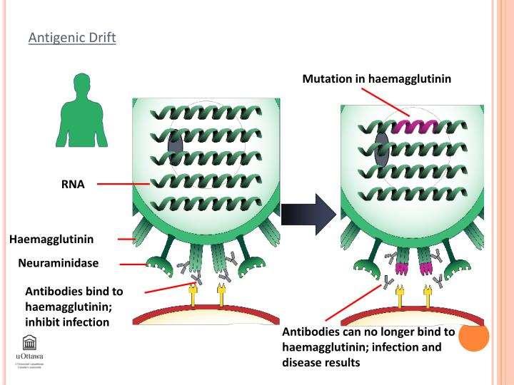 Virus Influenza A e B - Antigenic drift mutação pontual nos genes da HA e/ou NE viral alteram a antigenicidade Ocorrência