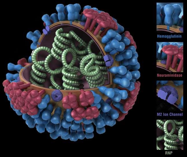 Virus Influenza http://www.esrf.