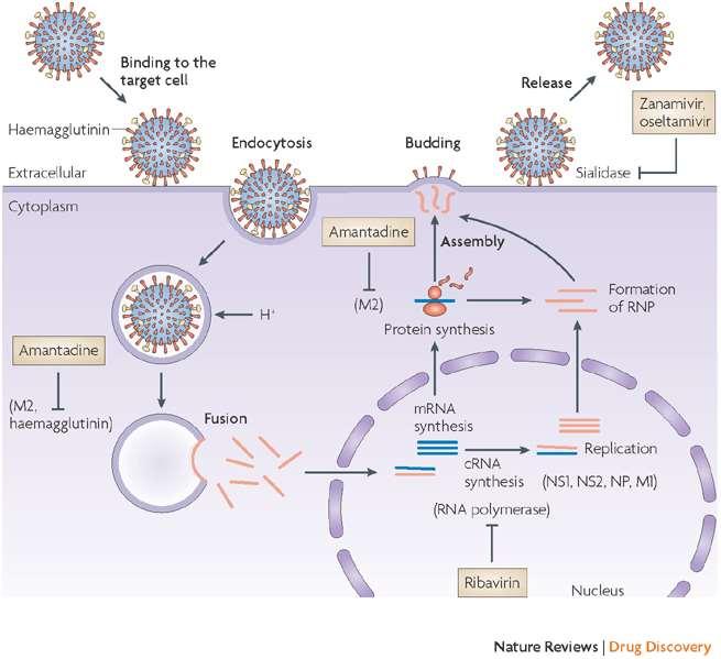Ciclo de replicação: vírus influenza Hemaglutinina Adsorção do vírus ao receptor celular (ácido siálico) Neuraminidase Evitar a agregação viral Disseminação do vírus no